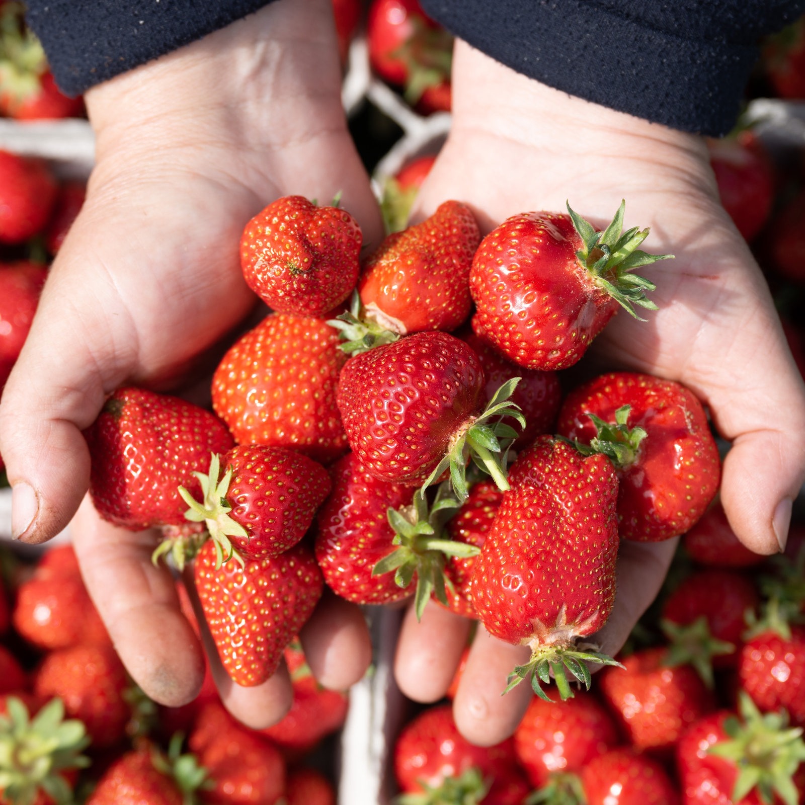 Haben deutsche Erdbeeren Pestizide?