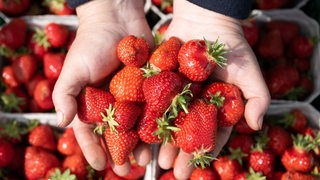 Erdbeeren liegen in zwei geöffneten Händen
