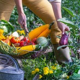 Eine Frau mit gefüllte Korb mit diversem Gartengemüse bei der Zucchini-Ernte.