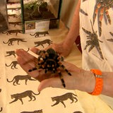 Eine Vogelspinne krabbelt auf einer Hand.