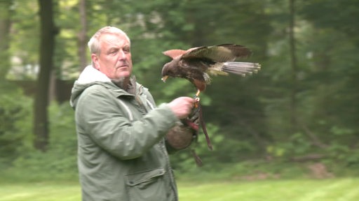 Auf der Hand eines Mannes steht ein Falke mit ausgebreiteten Flügeln.