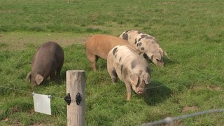 Auf einer Wiese stehten mehrere bunte Schweine.
