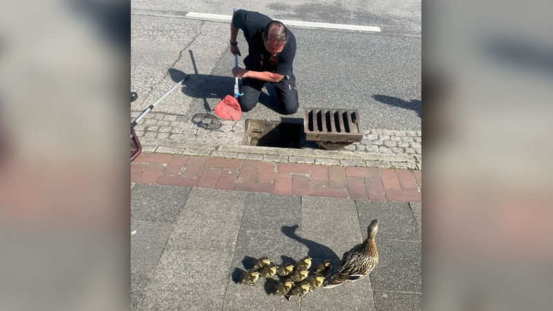 Ein Feuerwehrmann sitzt mit einem Kasher über einem Gullideckel. Davor geht eine Entenfamilie mit Küken.
