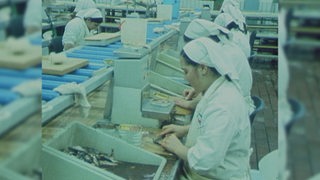 Eine Archivszene aus einer Fischfabrik, in der einige Arbeiterinnen an einem Förderband sitzen.