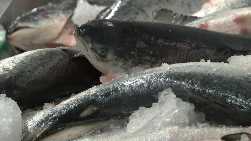 Mehrere Fische liegen auf einem Bett aus Eis.