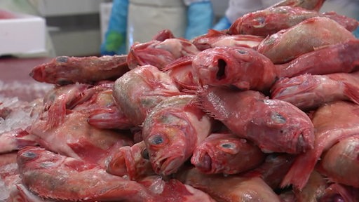 Es ist ein großer Haufen aus roten Fischen zu sehen.