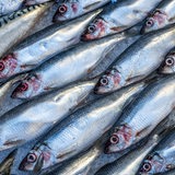 Frischer Hering liegt zum Verkauf auf einem Fischmarkt aus.