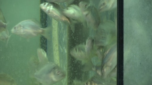 Fische, die in einem Aquarium schwimmen.