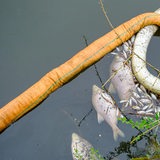 Ein toter Fisch im Wasser.