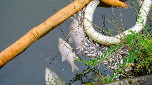 Ein toter Fisch im Wasser.