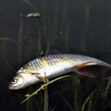 Ein toter Fisch liegt in einem Gewässer (Archivbild)