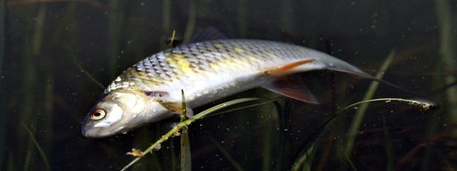 Ein toter Fisch liegt in einem Gewässer (Archivbild)