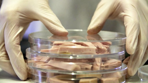 Drei Petrischladen mit Fleischstreifen werden im Labor untersucht.