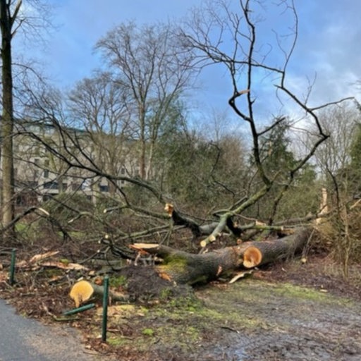 Im Bürgerpark sind beim Orkantief "Zeynep" mehrere Bäume umgestürzt.