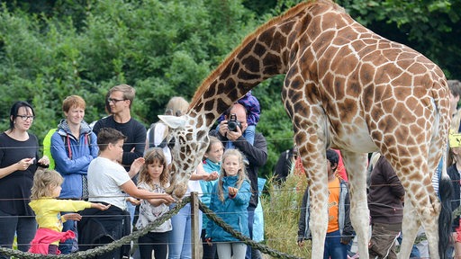 Giraffenfütterung im Tierpark Jaderberg