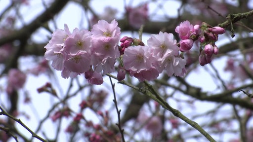 Ein blühender Kirschbaum kennzeichnet den Frühlingsanfang.