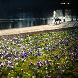 Krokusse blühen auf einer Wiese. Im Hintergrund läuft mit einem Hund.