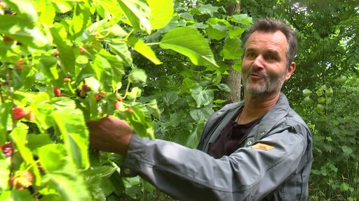 Ein Gärtner steht neben einem großen Strauch mit Beeren und präsentiert diese in die Kamera.