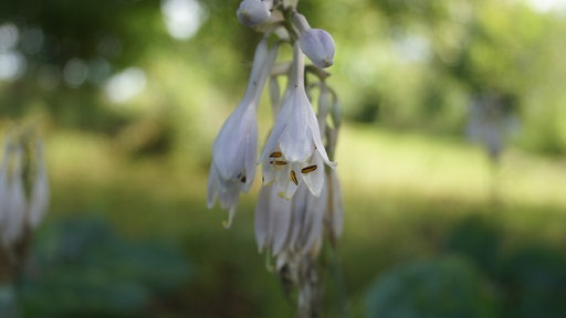 Weiße Funkien-Blüten