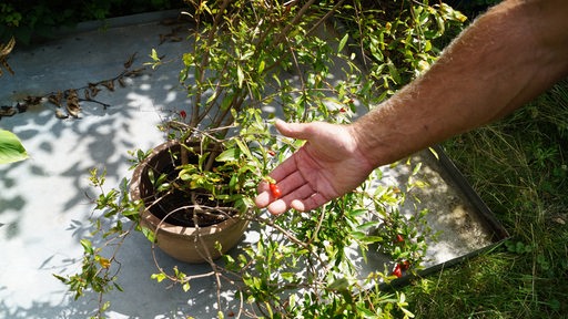 Granatapfelpflanze in einem Tontopf