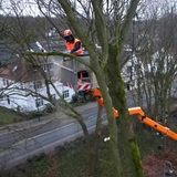 Ein Mitarbeiter der Bremer Umweltbetriebs beschneidet einen Baum.