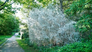 Ein Baum voller Gespinstmotten, er sieht aus als wäre er mit Spinnweben umhüllt.