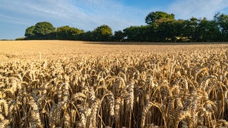 Im Vordergrund ist Getreide zu sehen, im Hintergrund Bäume.