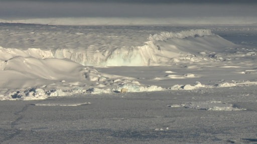 In der Ferne durchquert ein Eisbär eine vereiste Polarlandschaft.