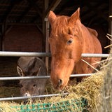Zwei Pferde und ein Esel stehen in einem Stall.