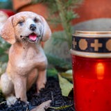 Eine brennende Grabkerze steht auf einem Haustiergrab neben einem künstlichen Hund.