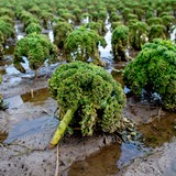 Zahlreiche Grünkohlpflanzen wachsen auf einem Feld, das teilweise noch überflutet ist. 