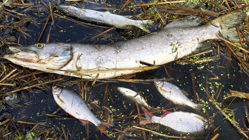 Tote Fische, darunter ein großer Hecht, liegen im Gewässer