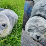 Das gefundene Seehundbaby liegt im Fischereihafen (Montage)