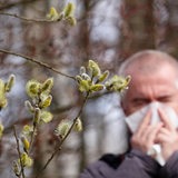 Während im Vordergrund mehrere Weidenpollen blühen, schnäuzt sich im Hintergrund ein Mann die Nase.