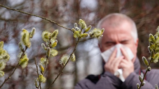 Während im Vordergrund mehrere Weidenpollen blühen, schnäuzt sich im Hintergrund ein Mann die Nase.