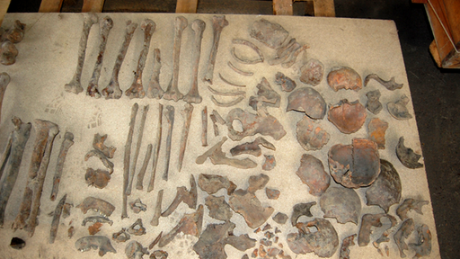 Skelettteile von sieben Personen im Historischen Museum Bremerhaven.