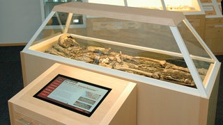 Ein Skelett liegt im Historischen Museum in einer Vitrine.