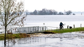 Eine Person fährt auf einem Fahrrad neben einem Hund über einen Deich, der beinahe überflutet wird.