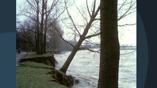 Eine Uferkante mit einem Baum bricht bei einer Sturmflut ab.