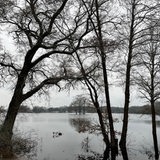 Bäume stehen in Wasser.