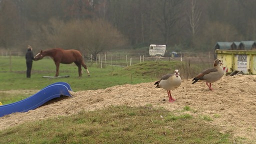 Eine Frau füttert ein Pferd, im Vordergrund sind zwei Enten. 