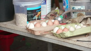 Eine Packung mit Eiern und Futter auf einem Tisch.