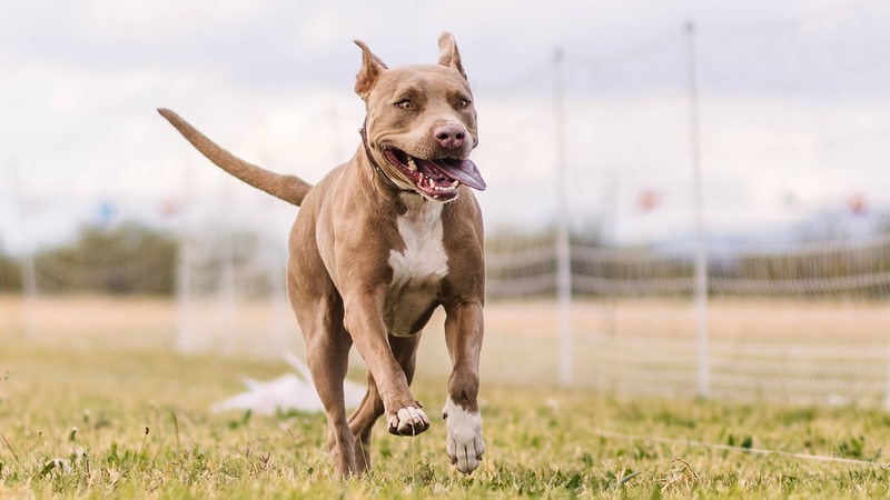 Ein American Pitbull Terrier rennt mit heraushängender Zunge über eine Rasenfläche.