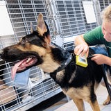 Eine Tierpflegerin prüft mit einem Transponder, ob ein Schäferhund einen Identifikations-Chip über der linken Schulter trägt. 