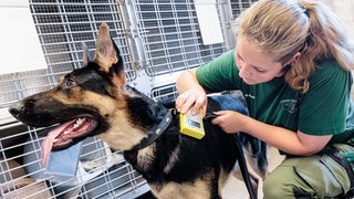 Eine Tierpflegerin prüft mit einem Transponder, ob ein Schäferhund einen Identifikations-Chip über der linken Schulter trägt. 