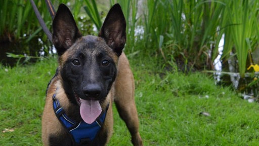 Kurzhaariger brauner Hund mit langen Ohren blickt in Kamera