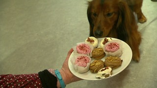 Ein Hund schnuppert an einem Teller mit Cupcakes
