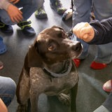Ein Junge streichelt einen Hund.