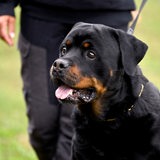 Ein schwarzer Rottweiler mit seinem Besitzer an der Leine.
