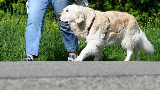 Eine Frau geht mit ihrem Golden Retriever Hund spazieren. 